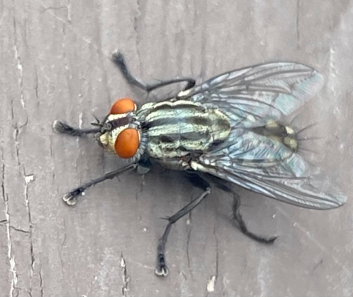 flesh fly